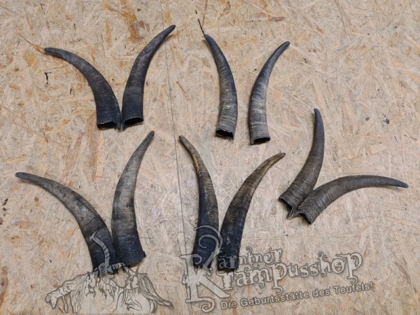 1 Paar Gaißhörner bis 35cm
