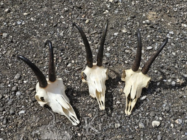 Gams Schädel mit Hörner Gross