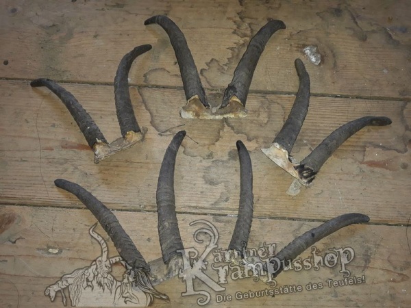 Gaiß Schädel klein