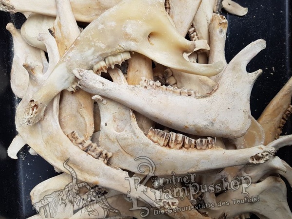 Kieferknochen Kiefer Naturfarbe