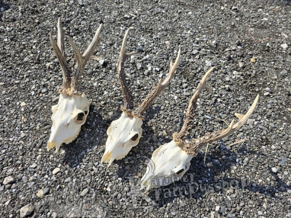 Reh Schädel mit Hörner Gross