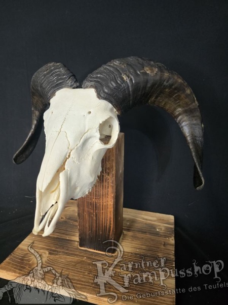 Haidschnucken Schädel