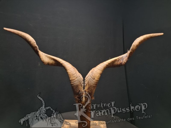 Ziegenbock mit Schädel aus der Region Apulien