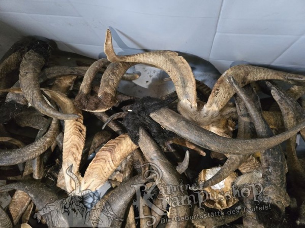 ANGEBOT Bockhörner mit Schädel Gemischt