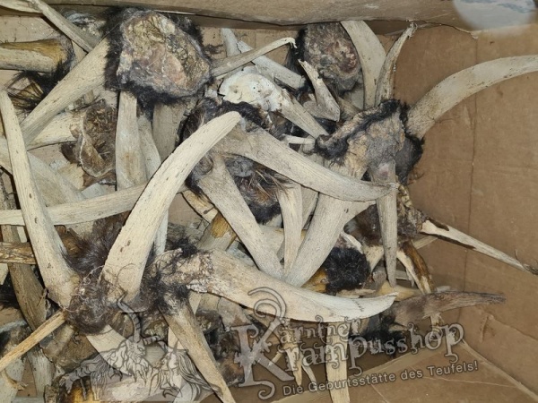 Ziegenbock Schädel Bastelknochen