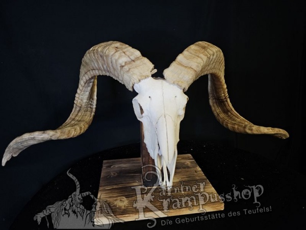 Hochland Widderhörner