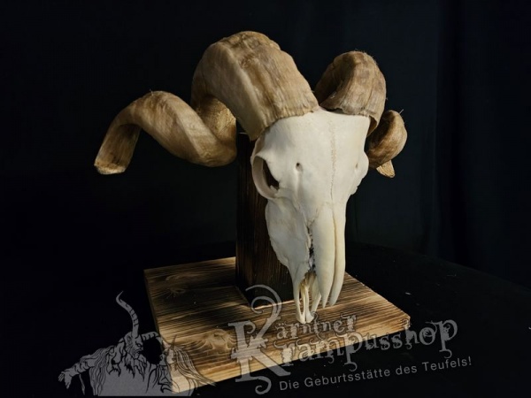 Hochland Widderhörner