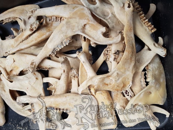 Kieferknochen Kiefer Naturfarbe