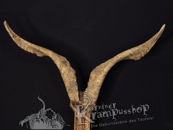 Ziegenbock mit Schädel aus der Region Apulien