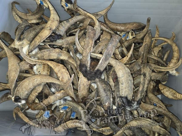 ANGEBOT Bockhörner mit Schädel Gemischt