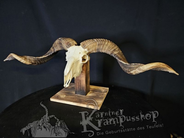 Hochland Widderhörner