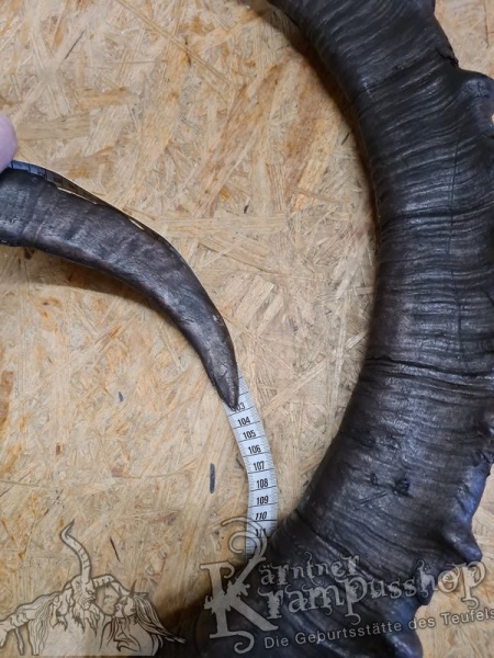 Sibirischer Steinbock Model Bismark