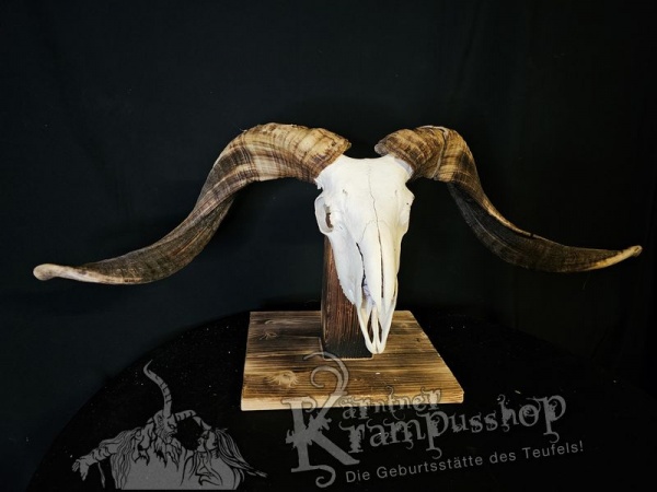 Hochland Widderhörner