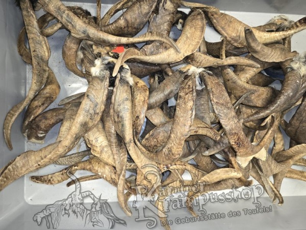 ANGEBOT Bockhörner mit Schädel Gemischt