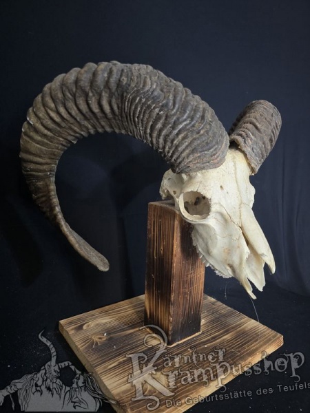 Mufflontrophäe