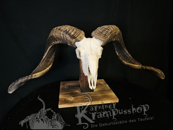 Hochland Widderhörner