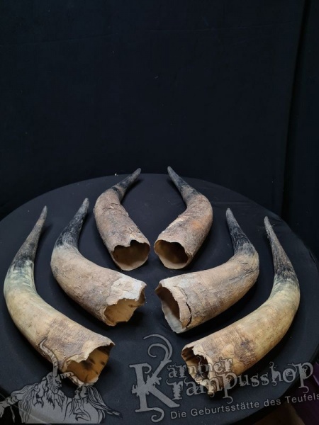 Watussi Rinderhörner