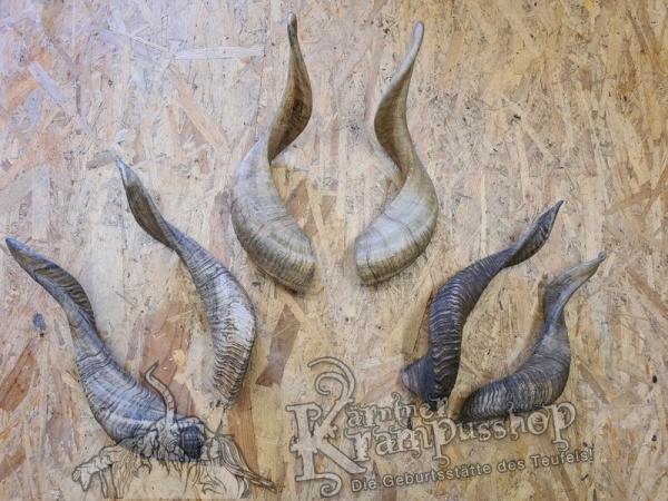 Afrikanische Widder Gross