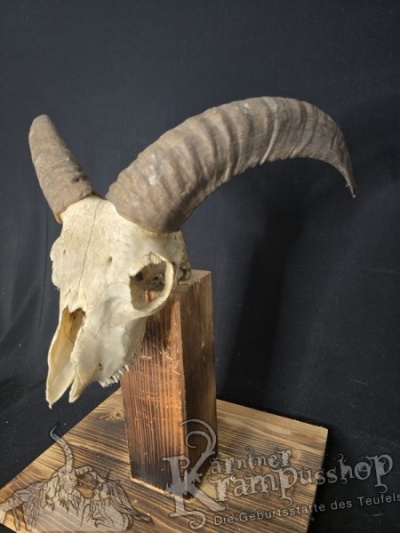 Mufflontrophäe