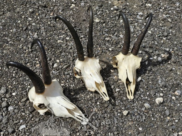 Gams Schädel mit Hörner Gross