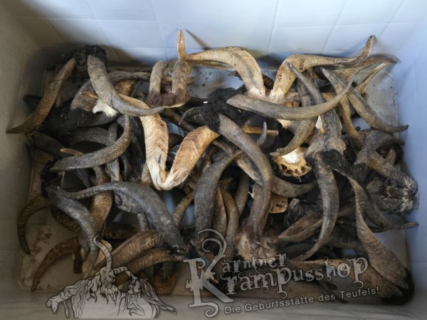 ANGEBOT Bockhörner mit Schädel Gemischt
