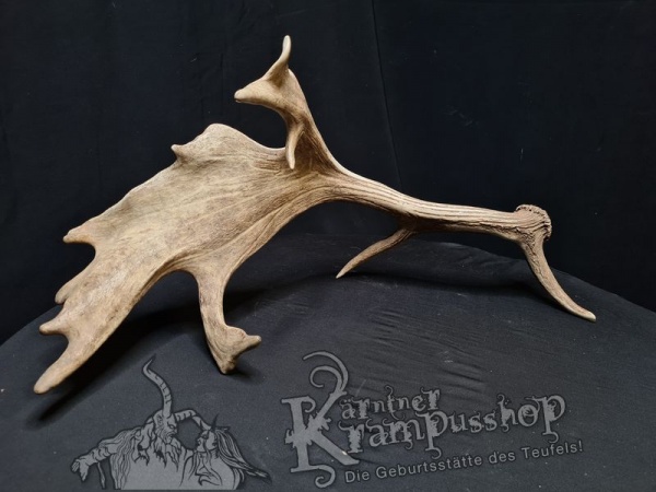 Einzelne Damhirschschaufel Gross