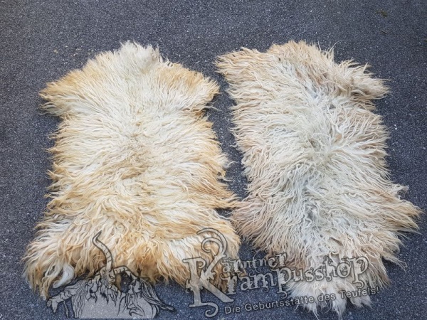 Schaf Langhaar Weiss