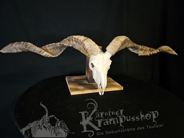 Hochland Widderhörner