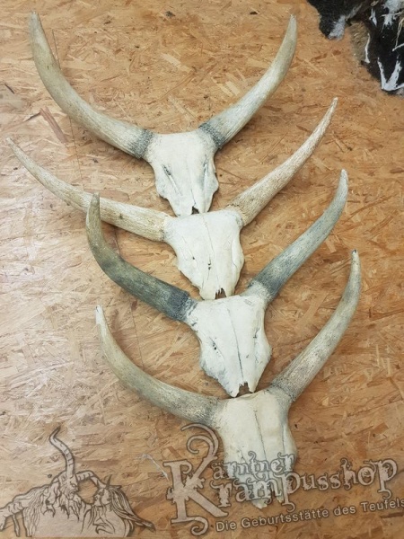 Schädelknochen vom Watussi