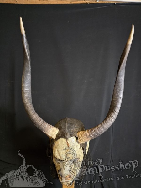 Nyala Antilope gross