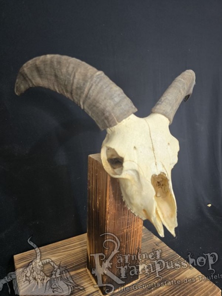 Mufflontrophäe