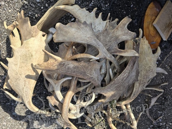 Einzelne Damhirschschaufel Gross