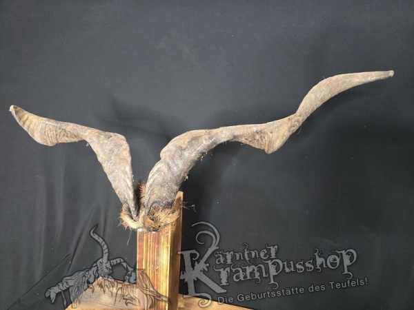 Ziegenbock mit Schädel aus der Region Apulien