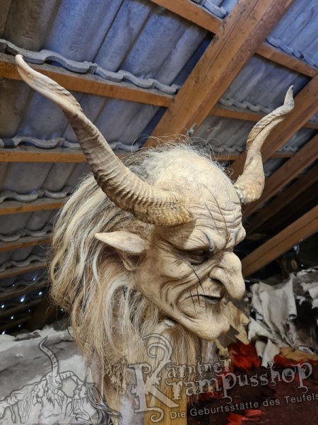 Afrikanische Widder mittlere Grösse