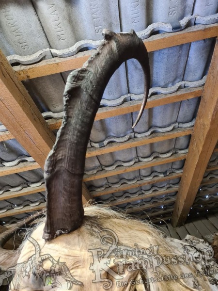 Türkischer Steinbock Bezoar Model Sidal