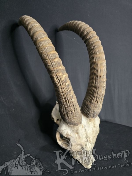 Pferdeantilope Einzelstück