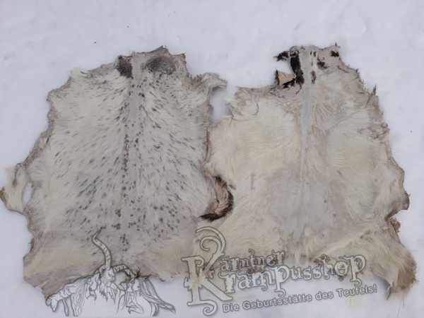 Ziegenfell ausrasiert Weiss