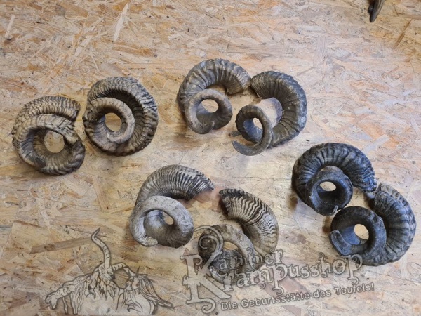 Heimische Widder NATUR Eingedreht Gewachsen