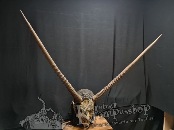 Hörner von der Orix Antilope