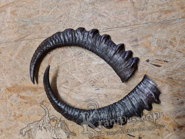 Arabischer Steinbock Model Nubia