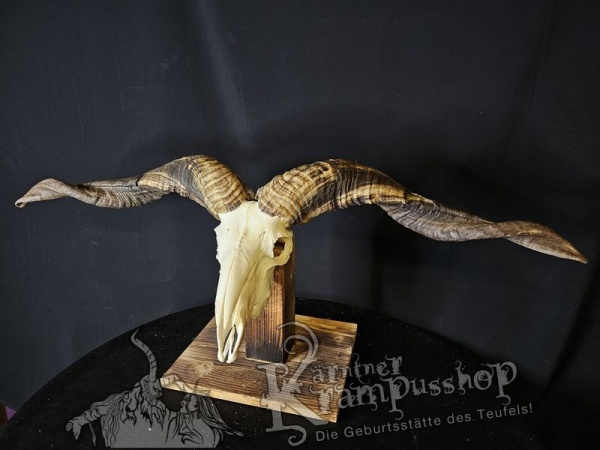 Hochland Widderhörner