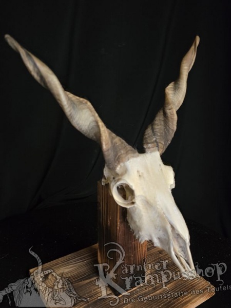 Zackelschaf Trophäe