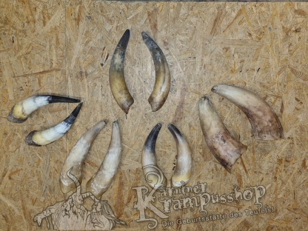 1 Paar Kuhhörner Mittel