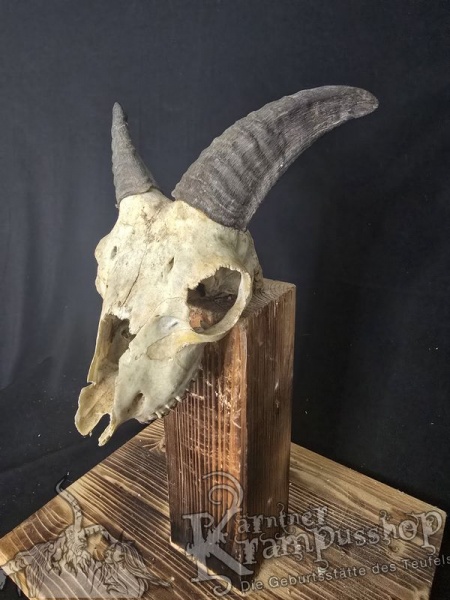 Mufflontrophäe