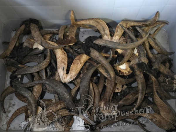 ANGEBOT Bockhörner mit Schädel Gemischt