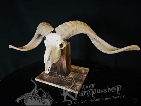 Hochland Widderhörner