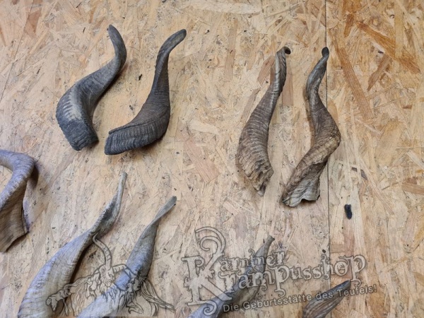 Afrikanische Widder mittlere Grösse