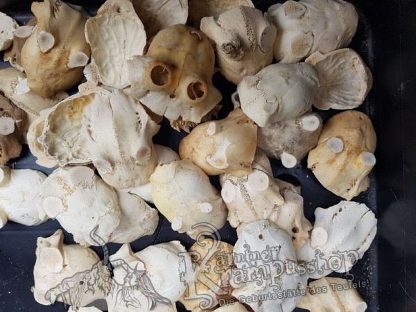 Schädelknochen Schädelkappen Naturfarbe
