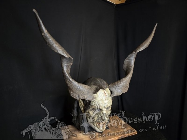 Ziegenbockhörner aus der Region Ampulien