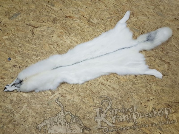 Polar Fuchs Weiss